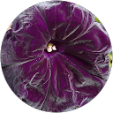 S Sterling profile picture